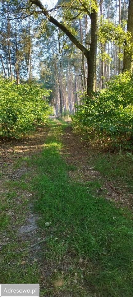 Działka leśna Piękocin. Zdjęcie 8