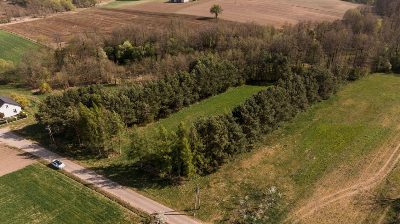 Działka rolno-budowlana Stare Zambski. Zdjęcie 6