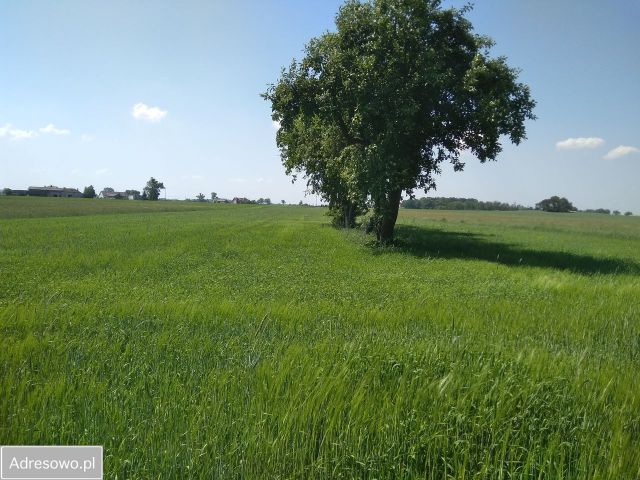 Działka rolno-budowlana Zębowo. Zdjęcie 1