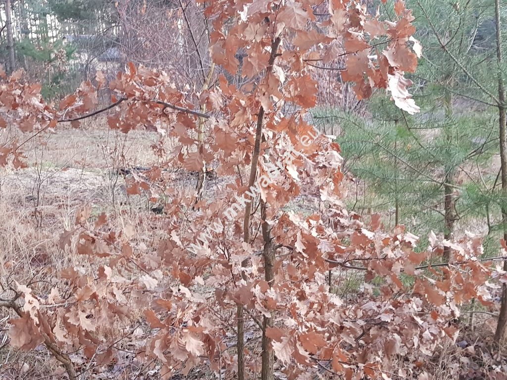 Działka budowlana Jesionka. Zdjęcie 11