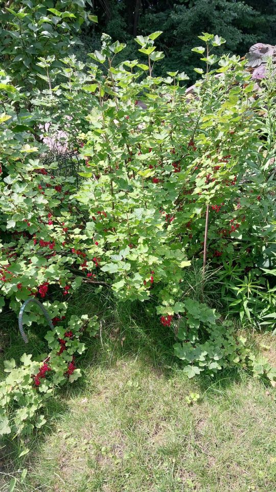 Działka rod Jelonek. Zdjęcie 3