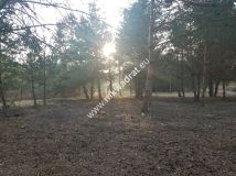 Działka Rozalin. Zdjęcie 4