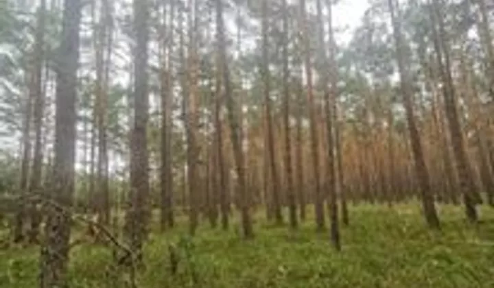 Działka leśna Kąty-Miąski