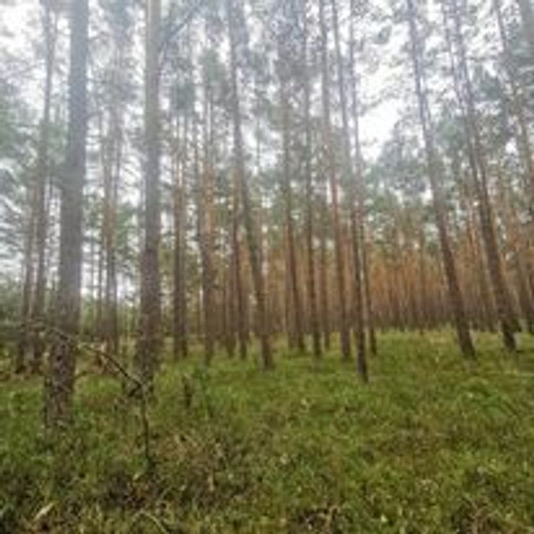 Działka leśna Kąty-Miąski