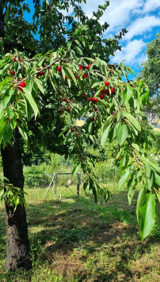 Działka rod Wrocław Śródmieście, ul. Mikołaja Reja. Zdjęcie 2