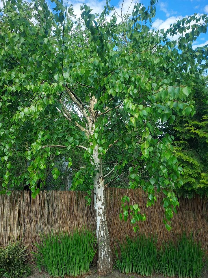 Działka rod Szczecin Gumieńce, ul. Ku Słońcu. Zdjęcie 12