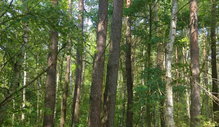 Działka leśna Rydzewo