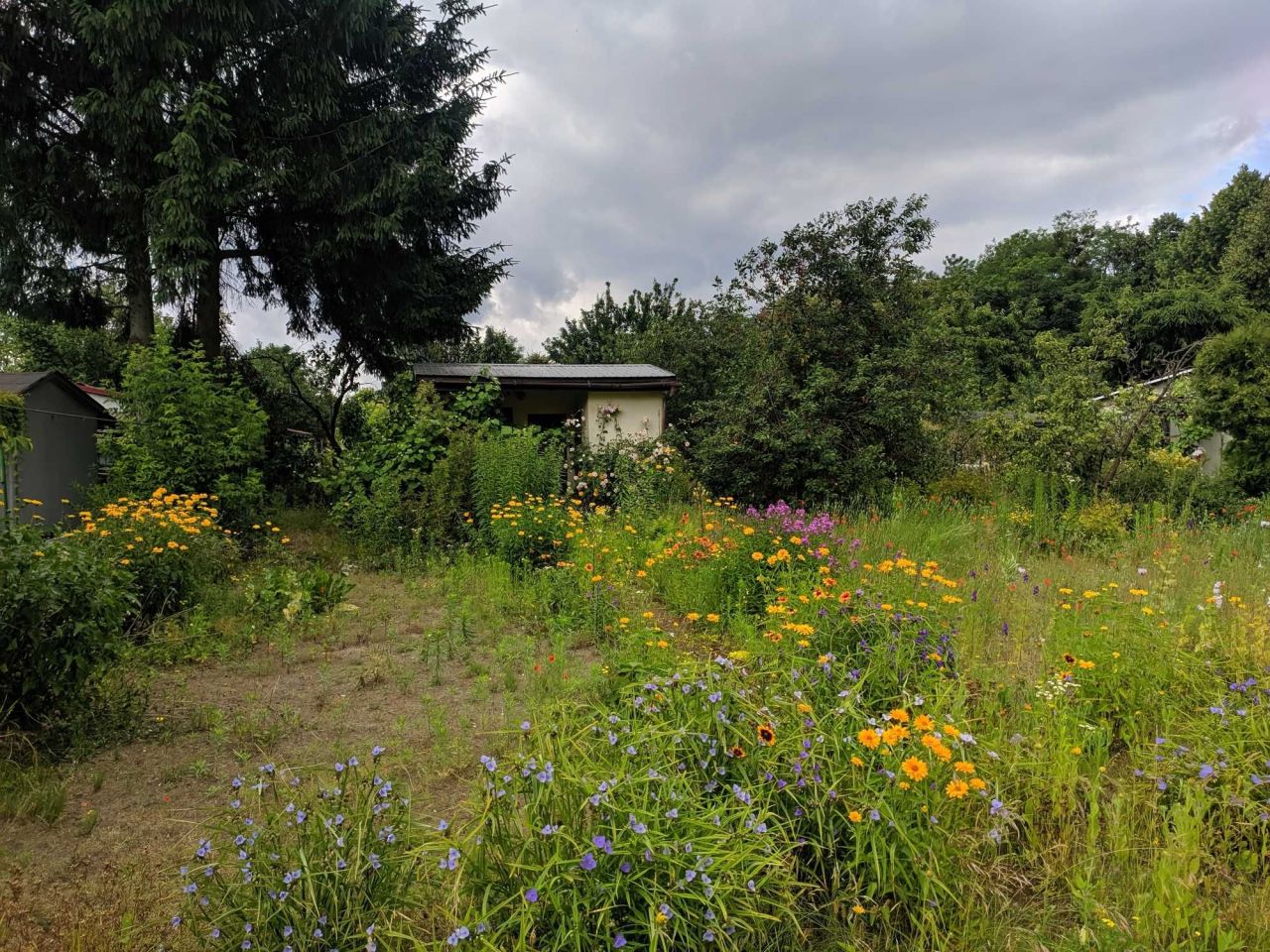 Działka rod Trzcianka. Zdjęcie 3