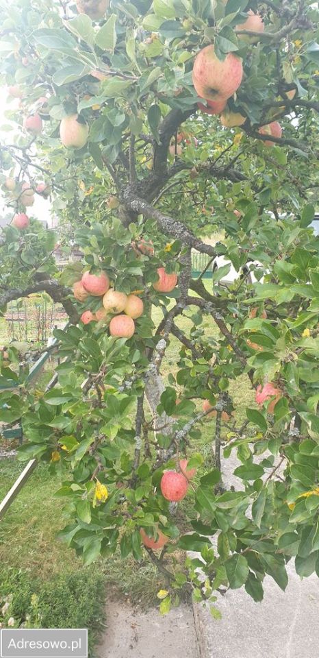 Działka rekreacyjna Perlino. Zdjęcie 6