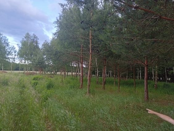 Działka Krasne. Zdjęcie 1