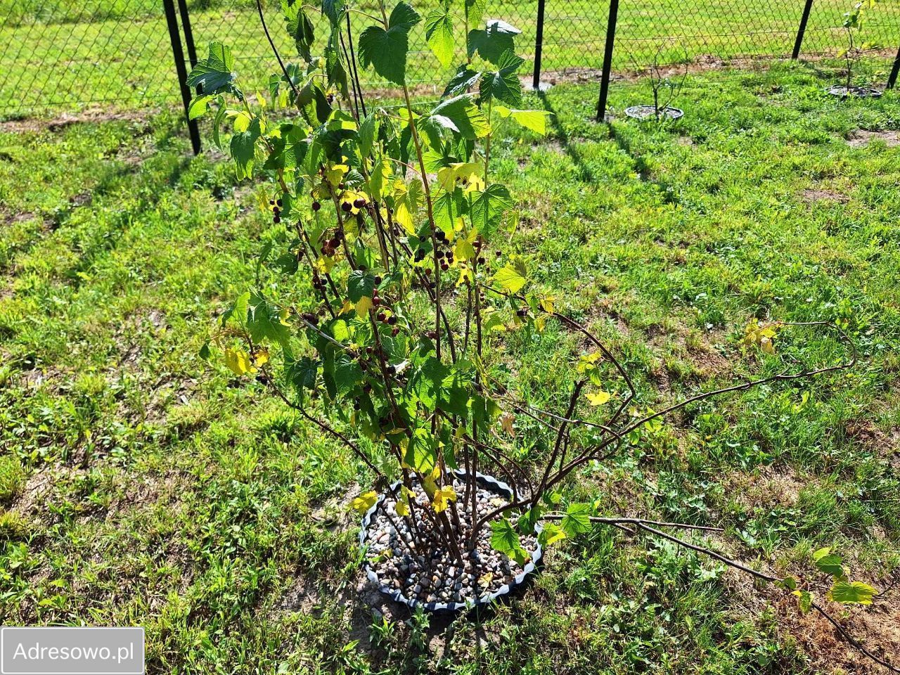 Działka budowlana Wola Lisowska. Zdjęcie 7