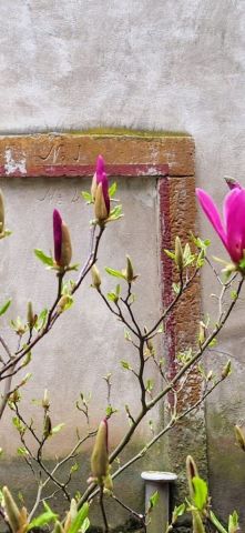 Działka siedliskowa Nowa Wieś Złotoryjska. Zdjęcie 11