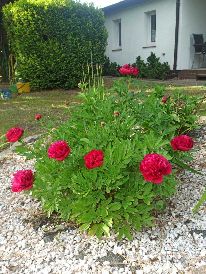 Działka rod Jaryszki. Zdjęcie 5