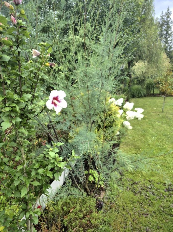 Działka rekreacyjna Zabrze, ul. Opawska. Zdjęcie 15