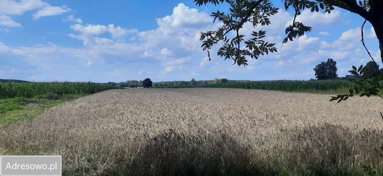 gospodarstwo, 5 pokoi Czerwona. Zdjęcie 2