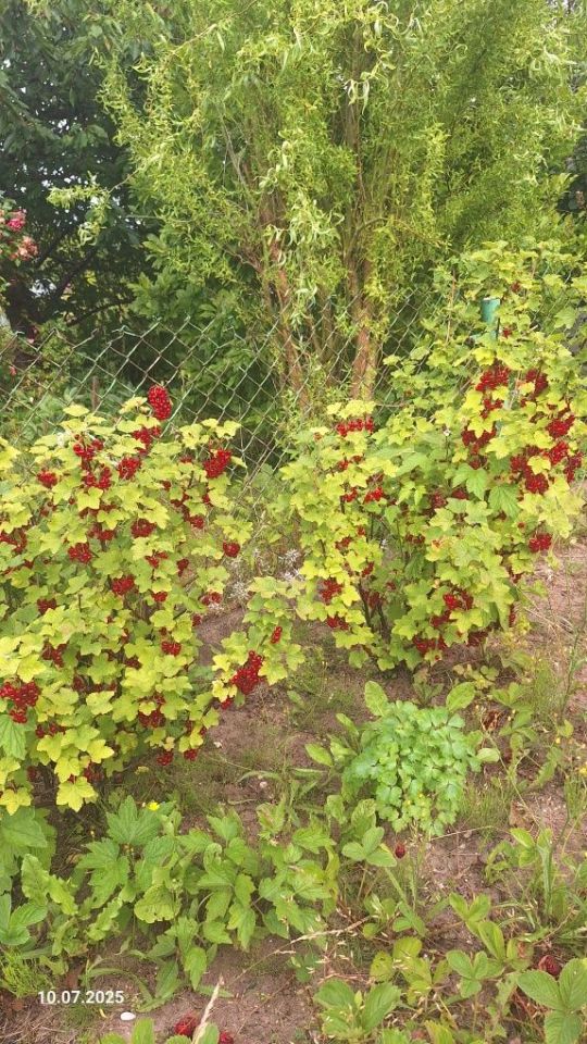 Działka rod Gdynia Karwiny. Zdjęcie 4