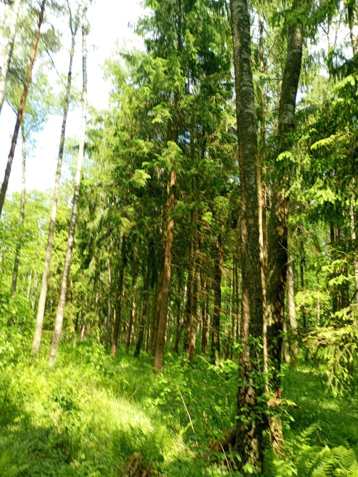 Działka rolna Płonne. Zdjęcie 6
