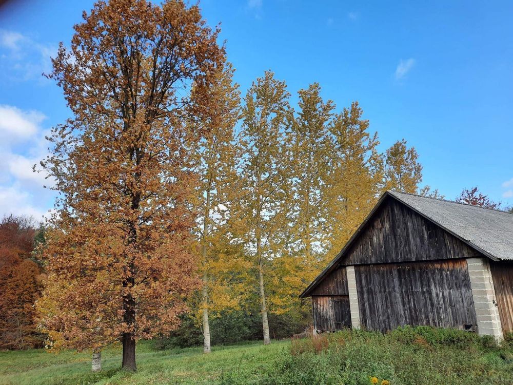 Działka siedliskowa Zagorzyce. Zdjęcie 5