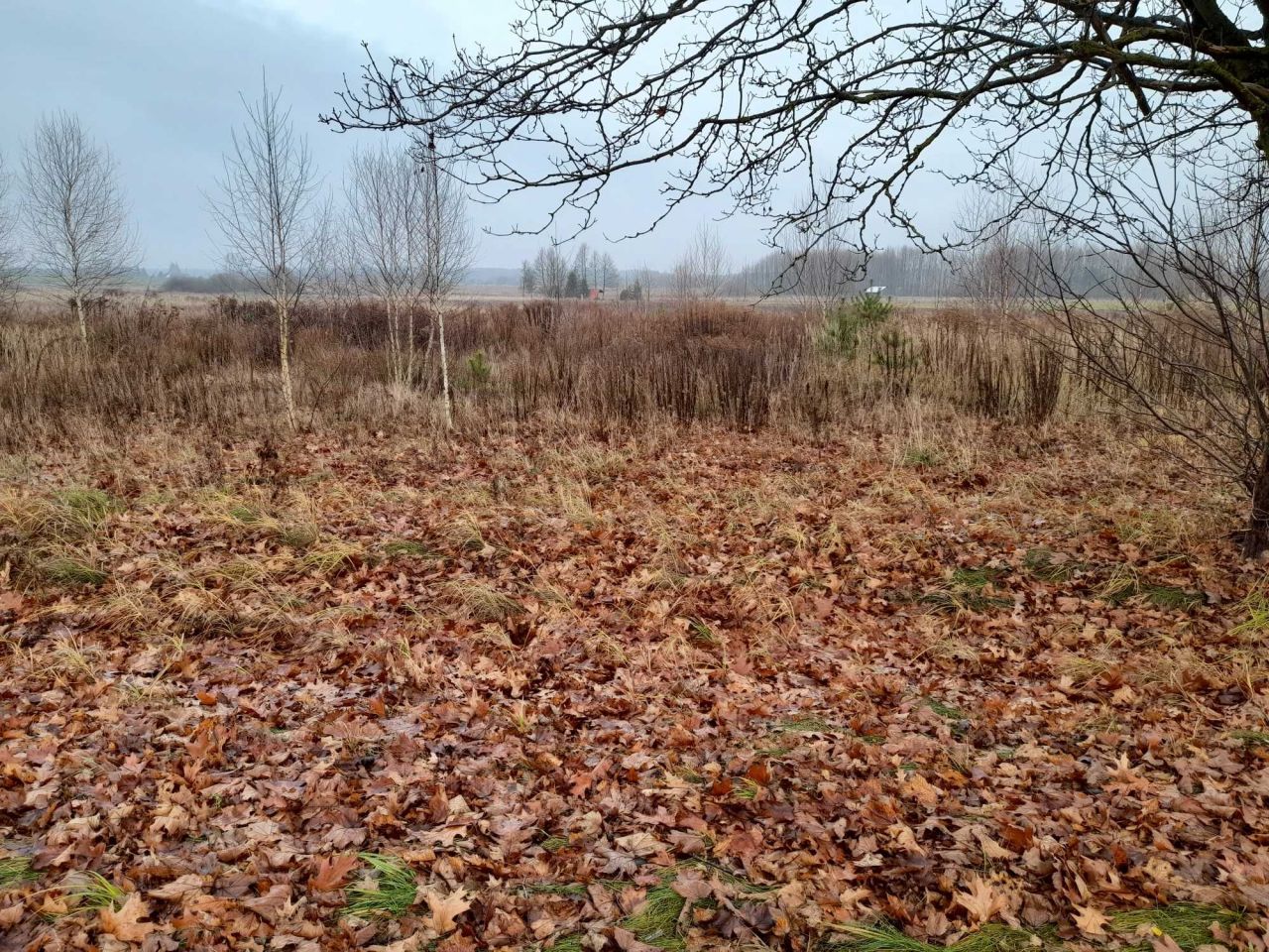 Działka budowlana Orzeszkowo Olszyna. Zdjęcie 3