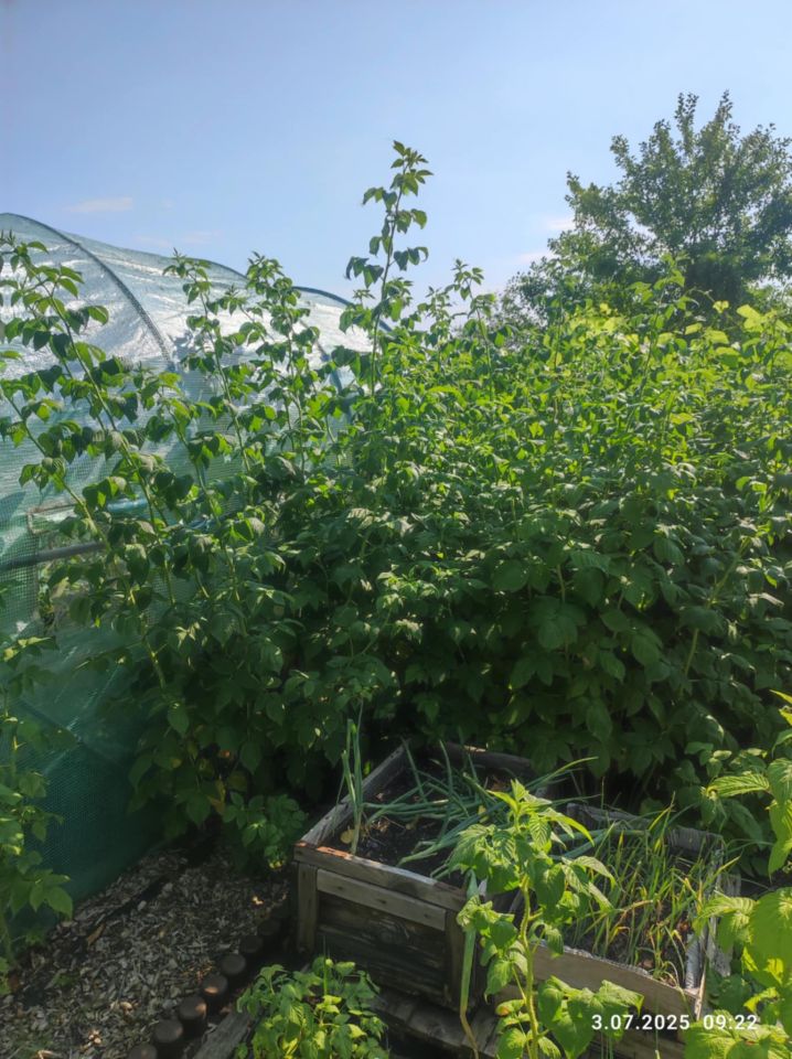 Działka rod Lubin. Zdjęcie 13