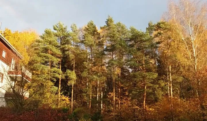 Działka leśna Katowice Panewniki