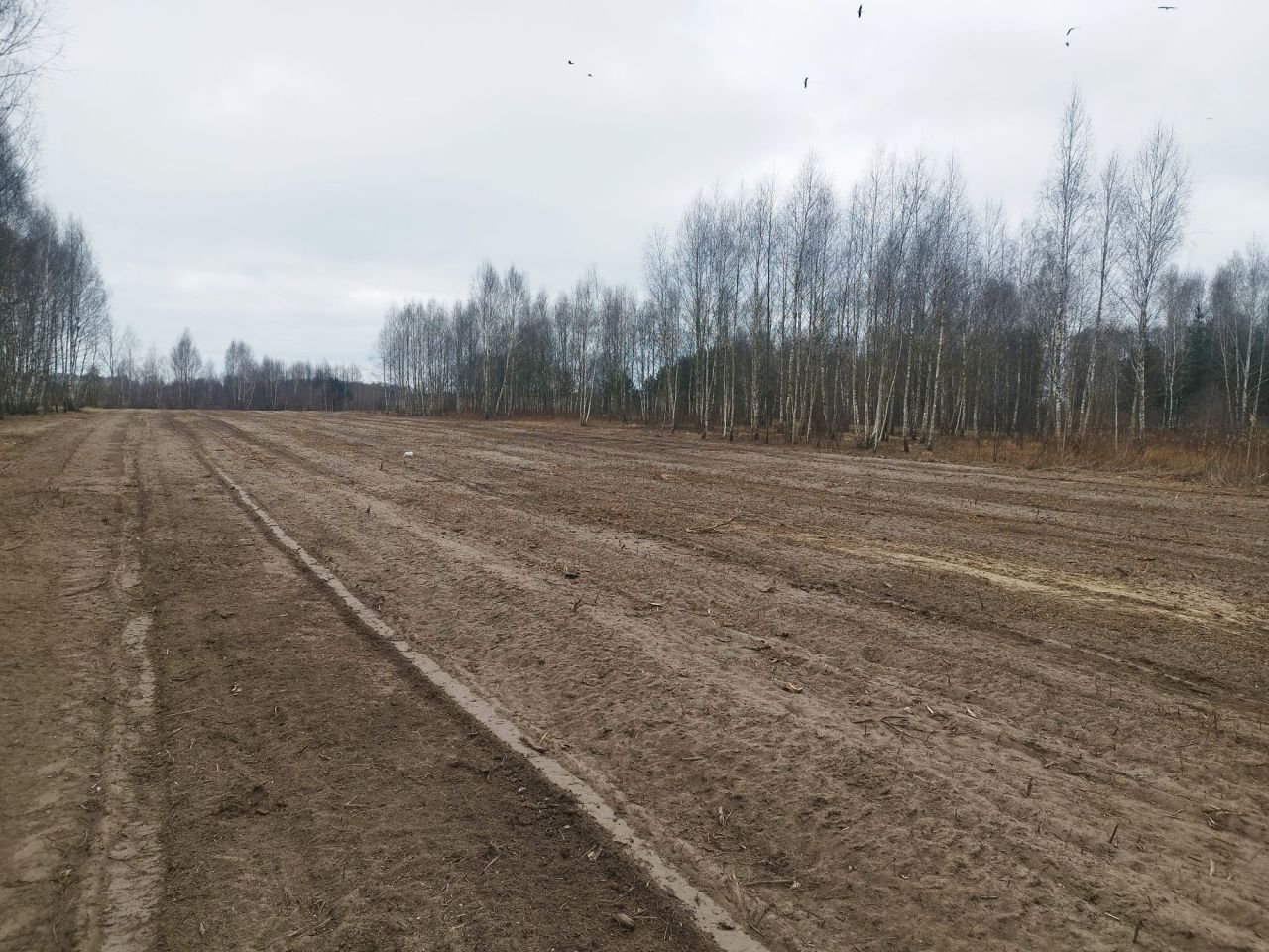 Działka rolno-budowlana Dąbrowica. Zdjęcie 7