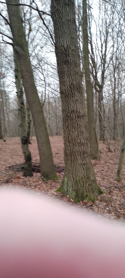 Działka leśna Osobnica Wiśniówki. Zdjęcie 9