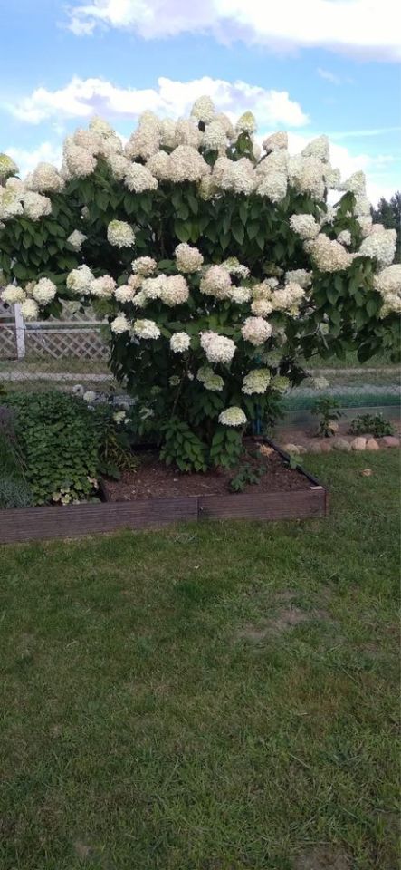 Działka rod Zielona Góra Nowy Kisielin. Zdjęcie 6