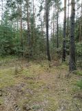 Działka leśna Sudzin. Zdjęcie 3