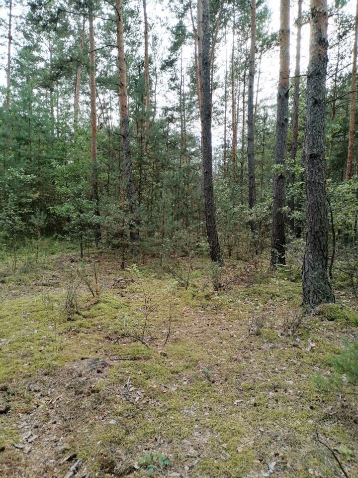 Działka leśna Sudzin. Zdjęcie 4