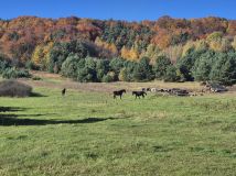 Działka rolno-budowlana Podlesice