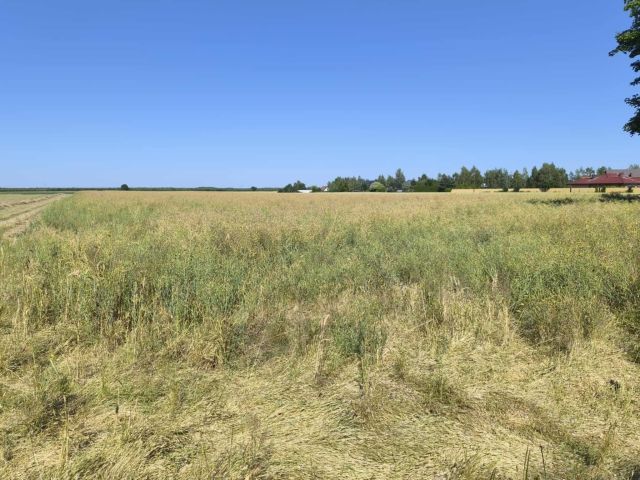 Działka budowlana Radzewice. Zdjęcie 1