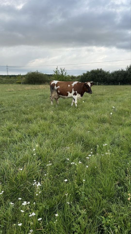 Działka budowlana Trzepowo. Zdjęcie 4