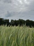 Działka rolna Szkudaj. Zdjęcie 1