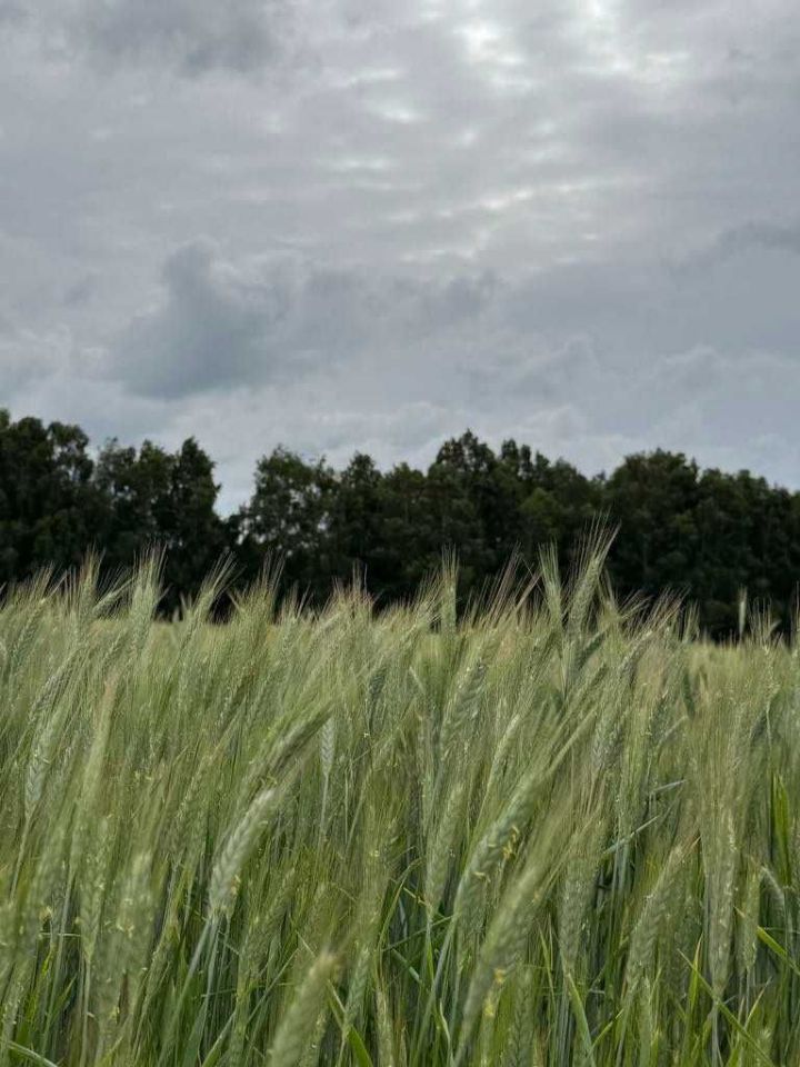 Działka rolna Szkudaj. Zdjęcie 2