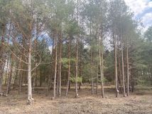 Działka rekreacyjna Szewce. Zdjęcie 2