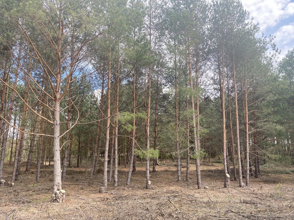 Działka rekreacyjna Szewce. Zdjęcie 3