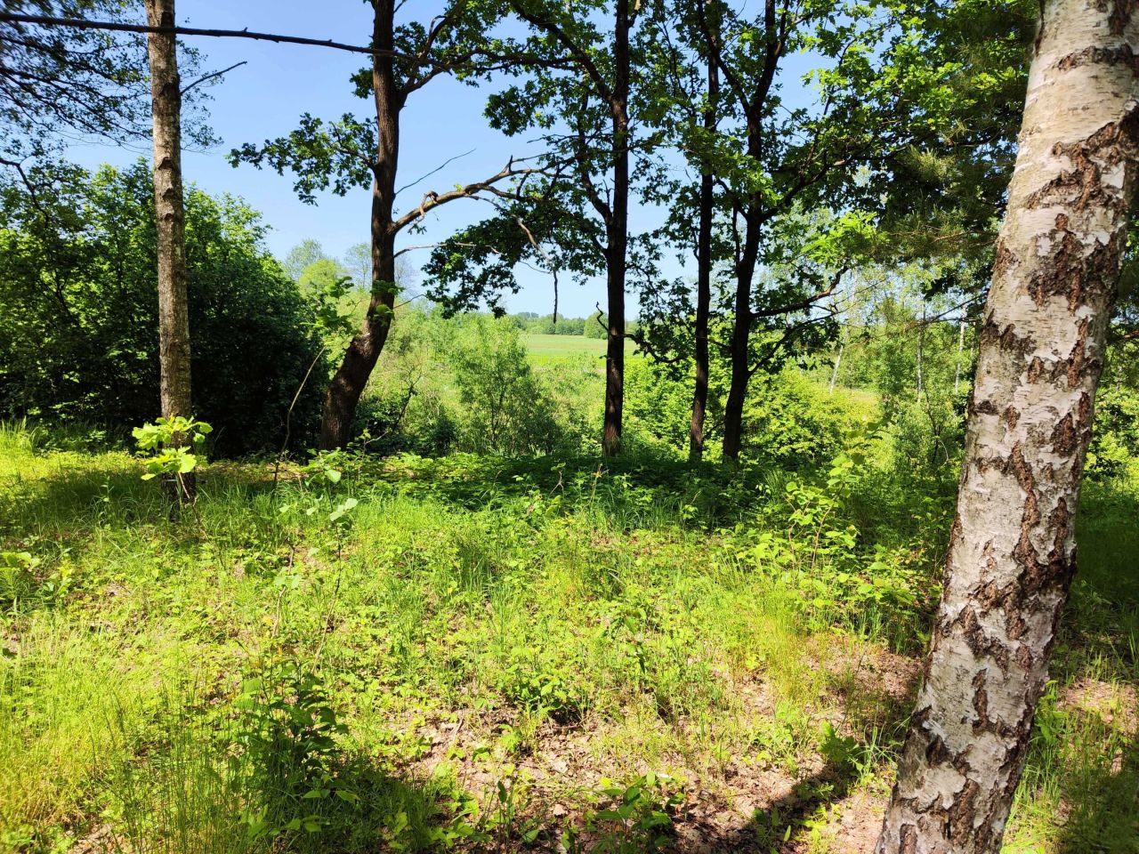 Działka budowlana Sobibór. Zdjęcie 2