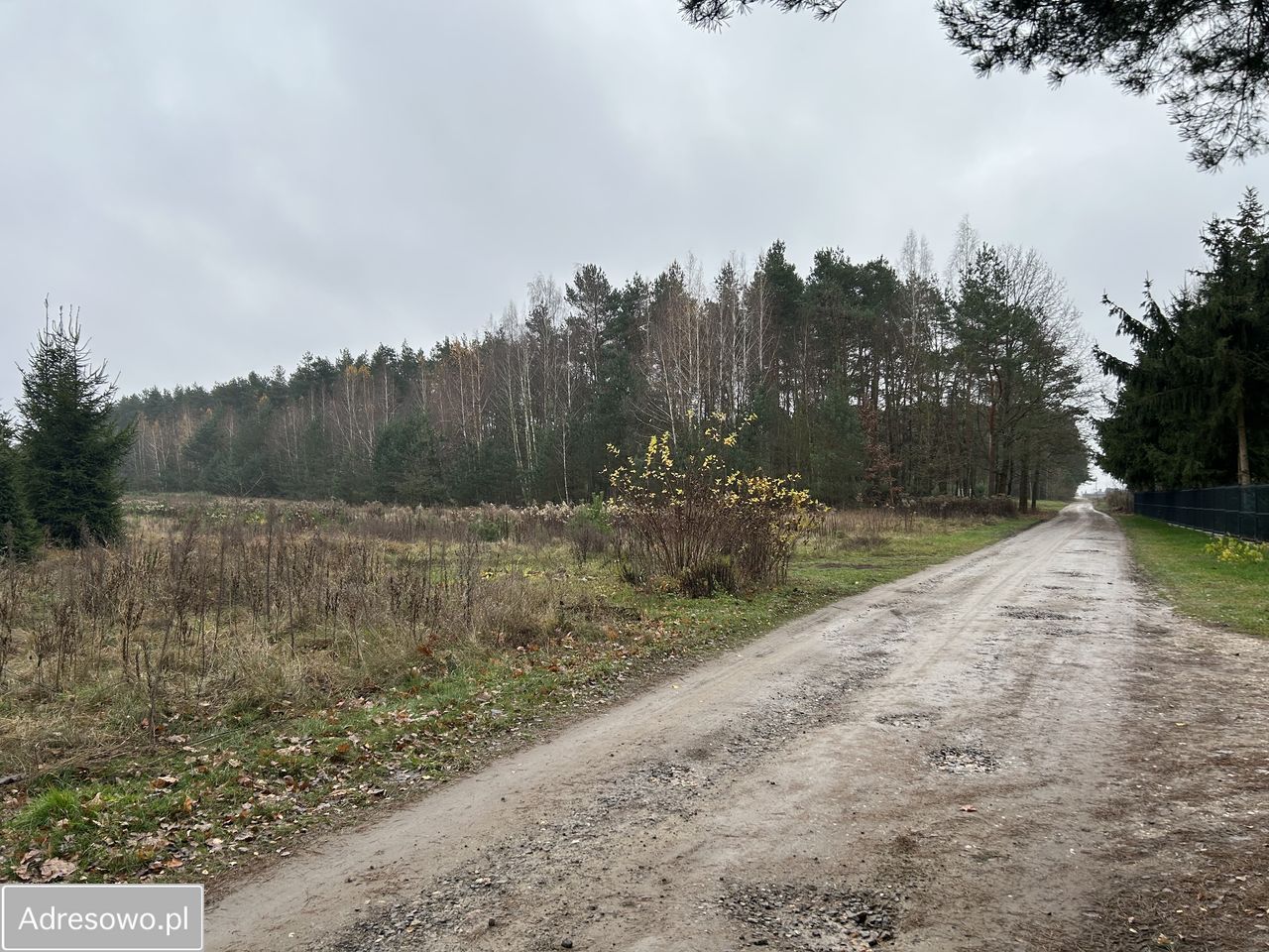 Działka leśna Adamów-Wieś, ul. Kaliny. Zdjęcie 3