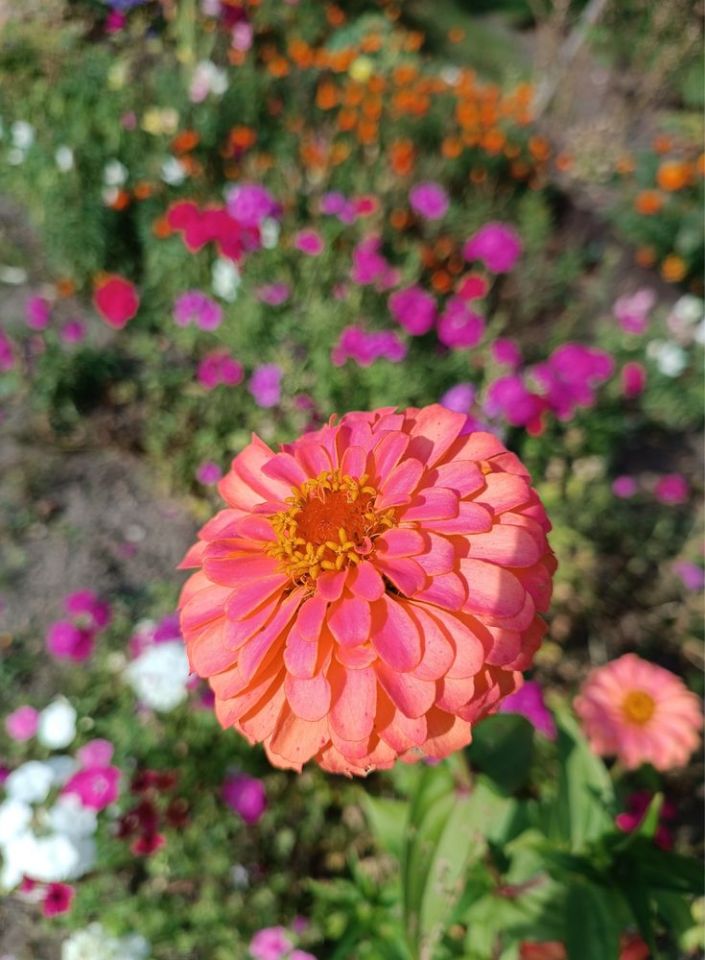 Działka rod Gdańsk Przymorze. Zdjęcie 6