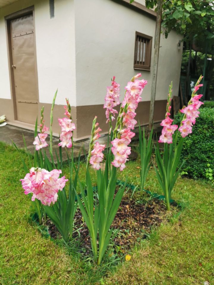 Działka rod Wrocław Fabryczna, ul. Rogowska. Zdjęcie 2
