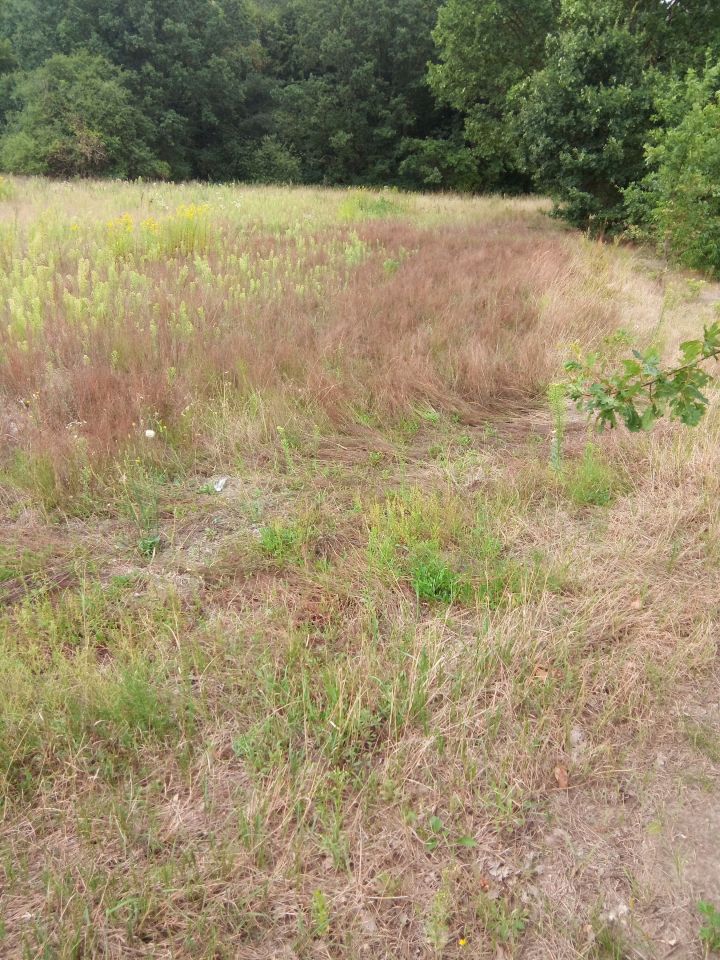 Działka siedliskowa Janów. Zdjęcie 4