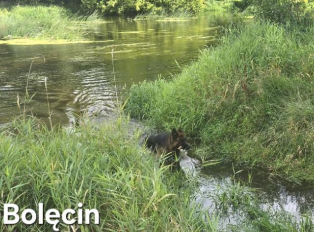 dom, 2 pokoje Bolęcin. Zdjęcie 13