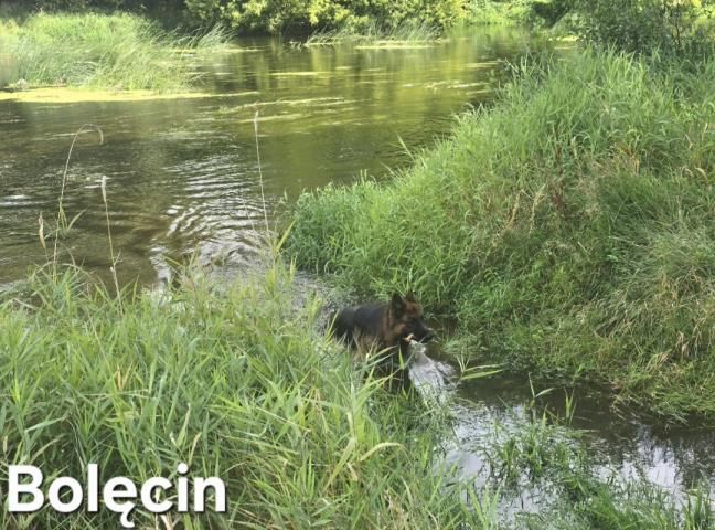 dom, 2 pokoje Bolęcin. Zdjęcie 13