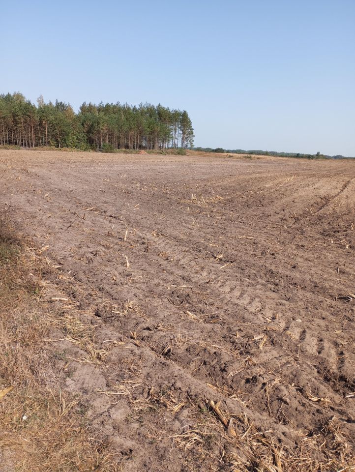 Działka rolno-budowlana Sojczyn Borowy. Zdjęcie 5