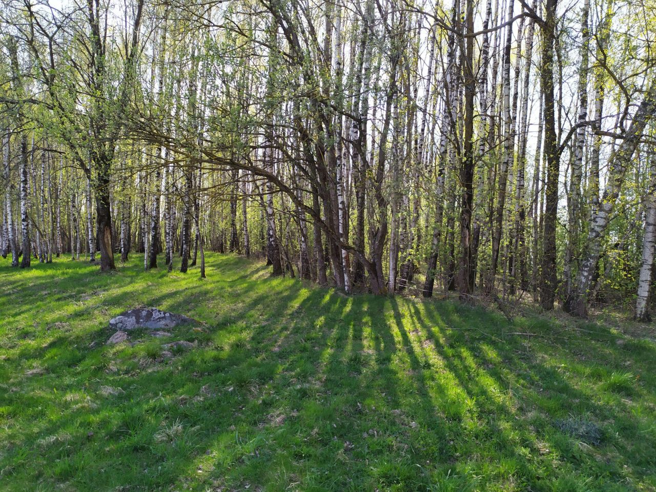 Działka rolna Użmauda. Zdjęcie 6