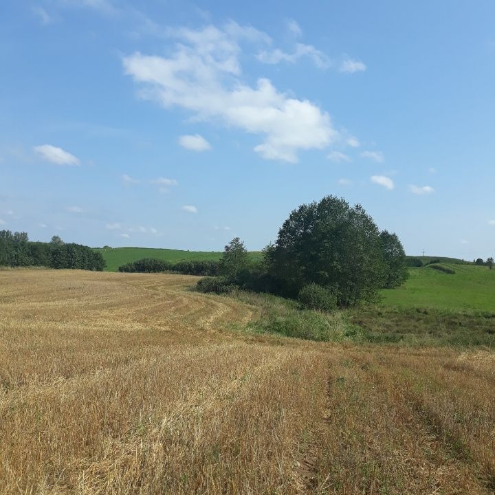 Działka rolno-budowlana Bałamutowo. Zdjęcie 4