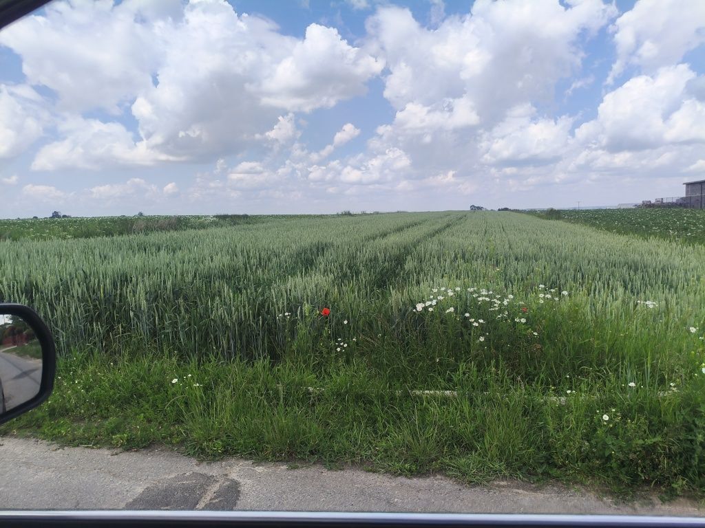 Działka rolno-budowlana Polekarcice. Zdjęcie 8