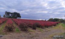 Działka rolna Wola Pniewska. Zdjęcie 2
