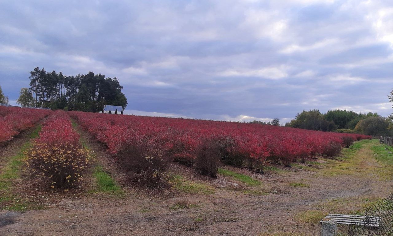 Działka rolna Wola Pniewska. Zdjęcie 3